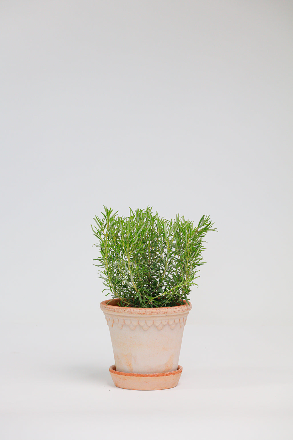 products/SotoProductShootLowQ-1723_f96e2afd-15cf-4e07-b109-57ee5985dc34.jpg